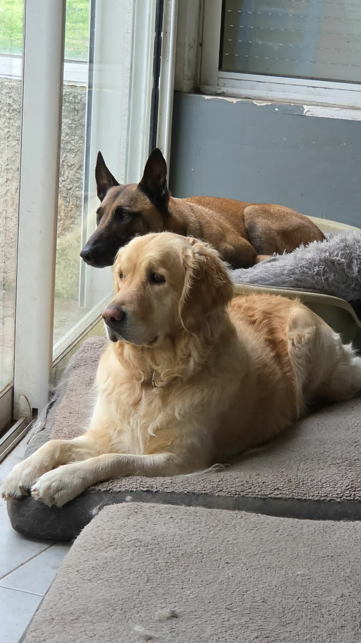 Chiens au repos