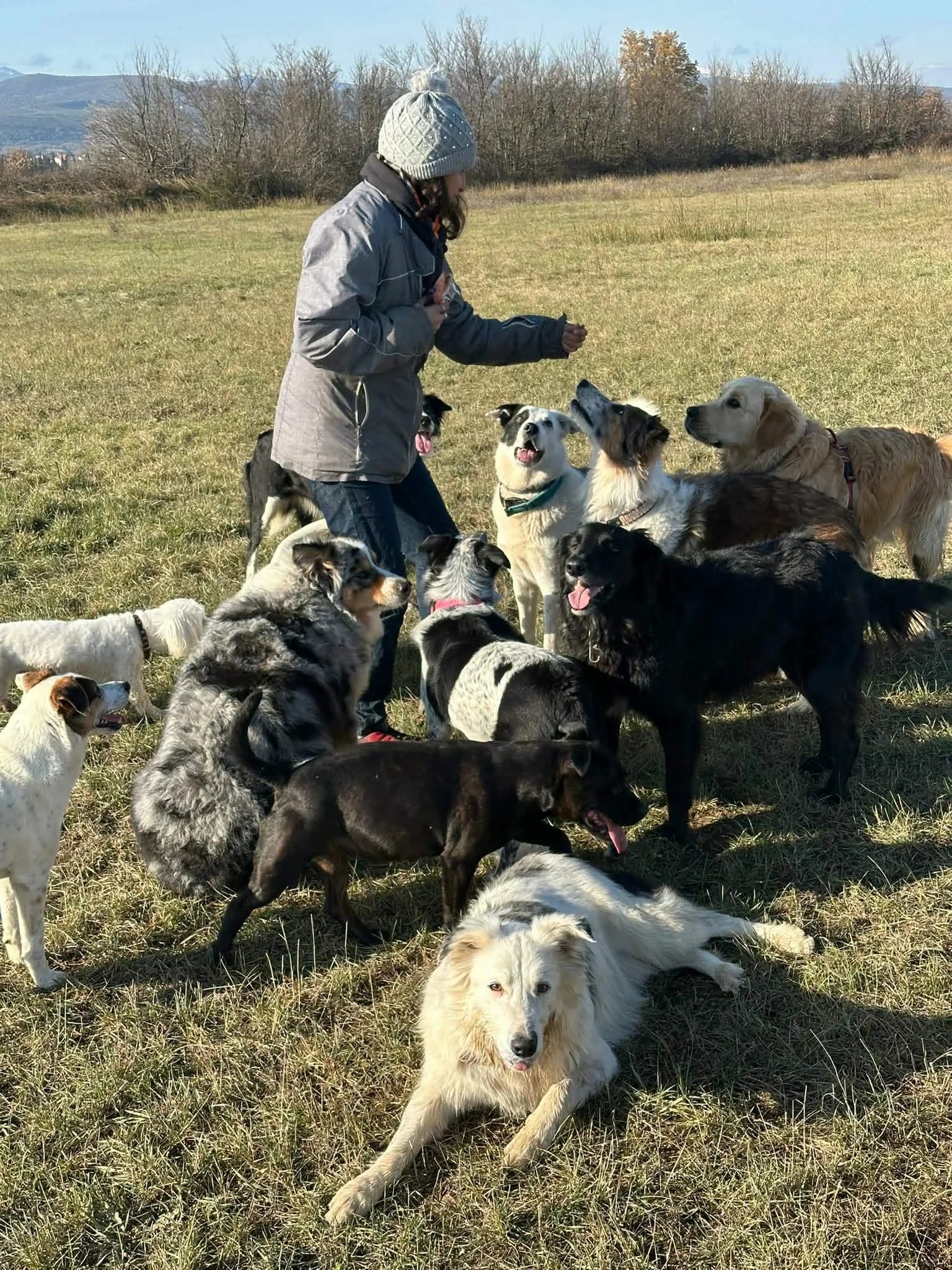 Chiens en groupe dans les champs